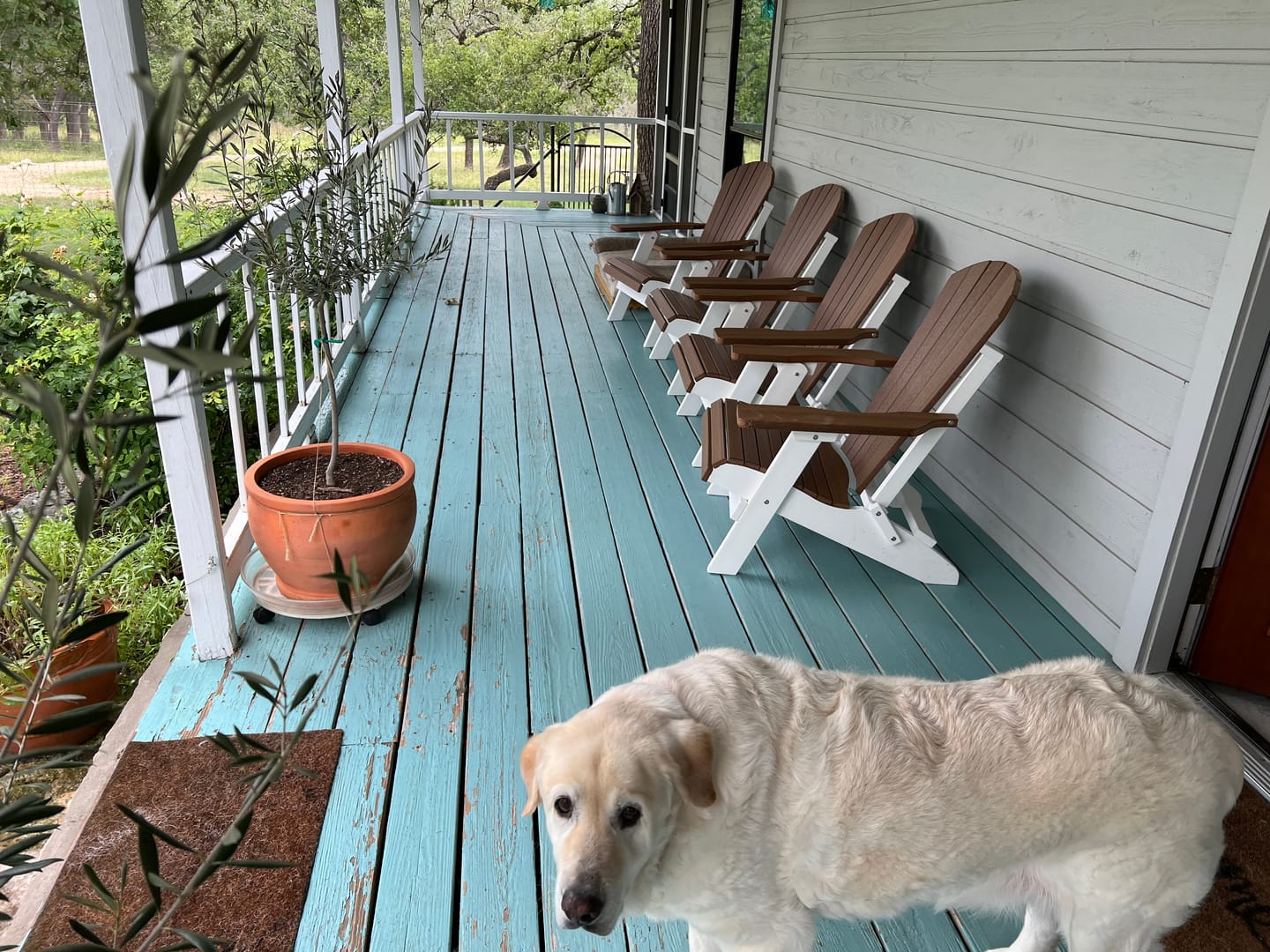 Folding Adirondack Chairs Set of 4 King-Size